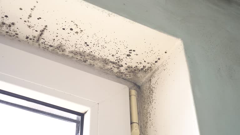 Why You Should Choose Our Mold Remediation Services in Waskom, TX